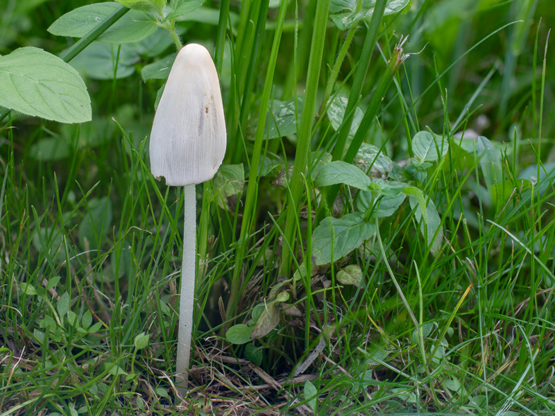 Conocybe albipes